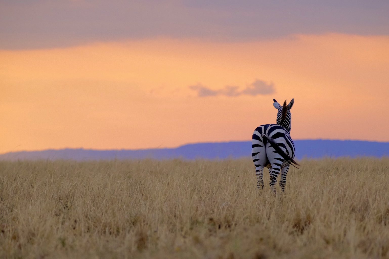 A zebra walking into the Maasai Mara grassland at sunset