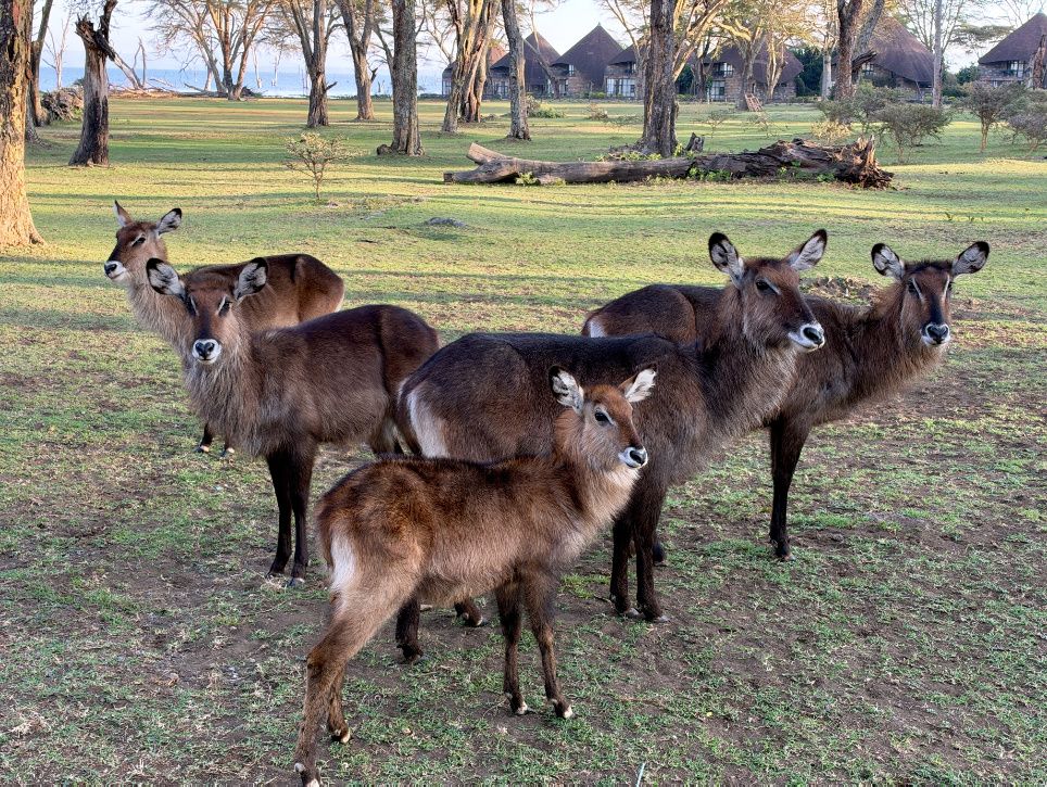 Chapter 8: Sopa Resort, Lake Naivasha