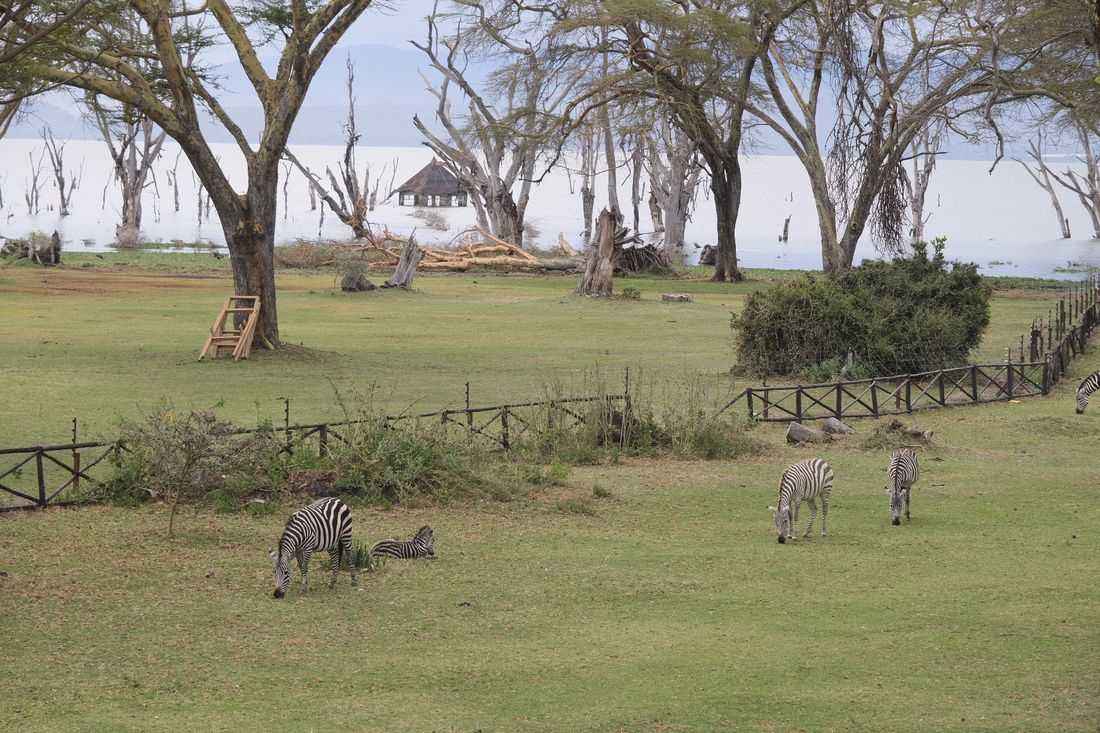 Chapter 8: Sopa Resort, Lake Naivasha