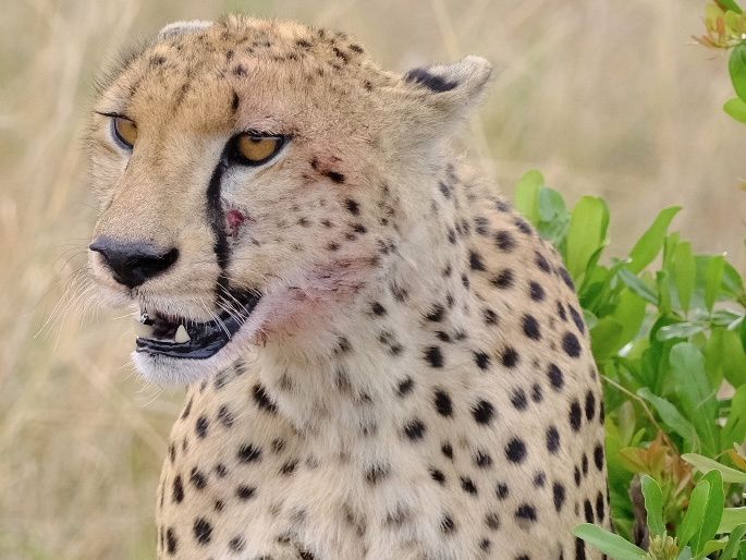 Chapter 12: Our First Safari