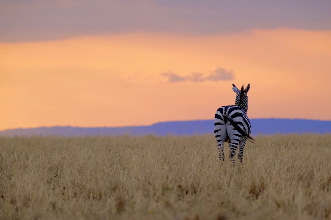 Chapter 12: Our First Safari