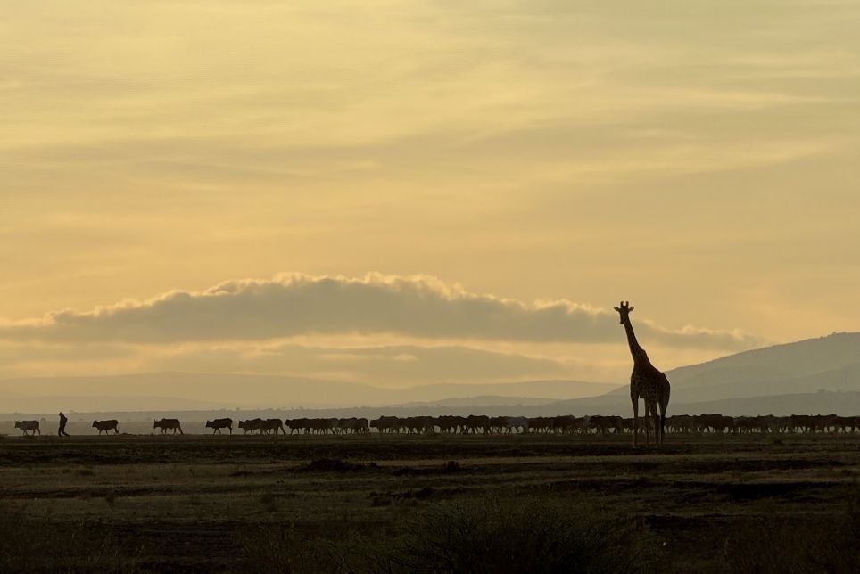 Chapter 14: Morning In The Mara