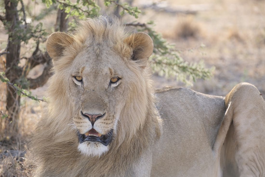 Chapter 20: Sundowner With Simba