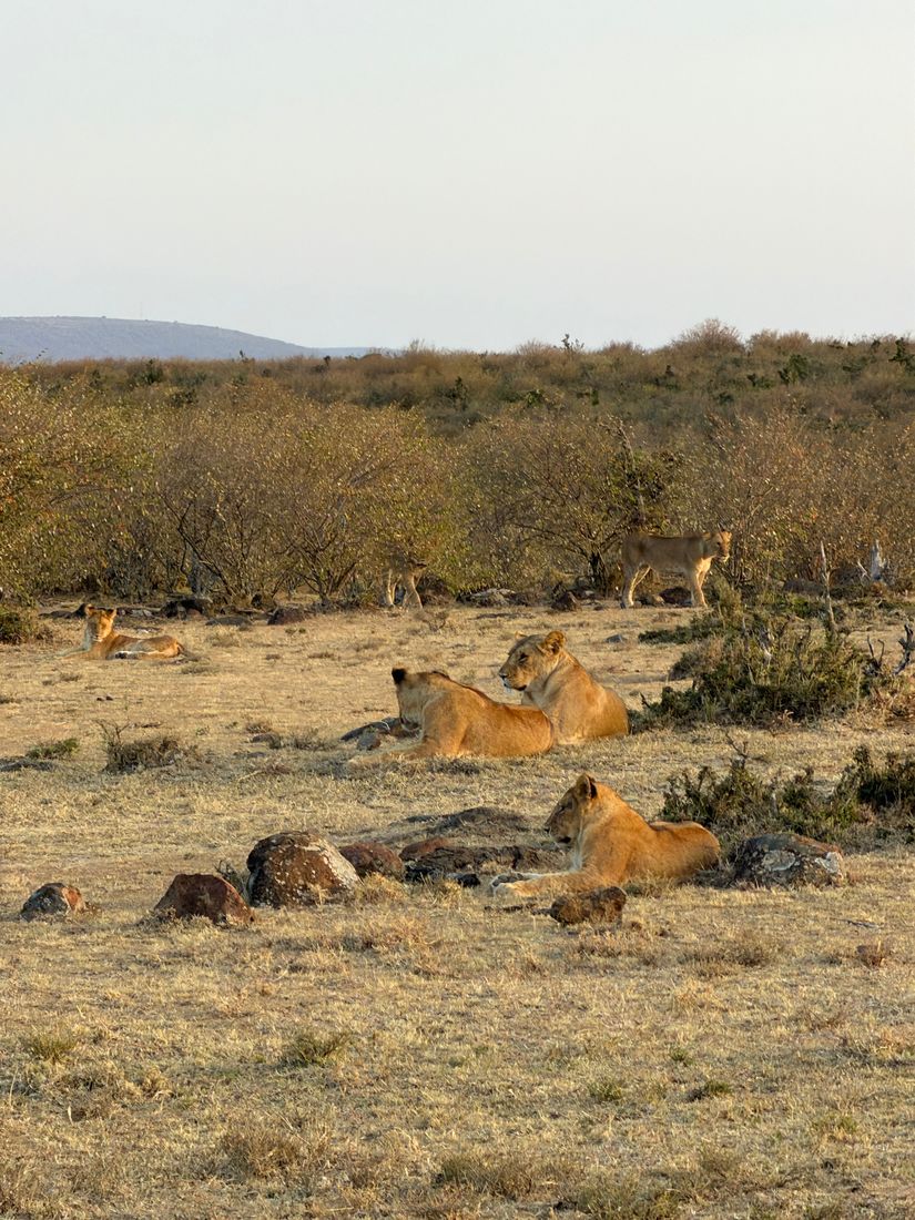 Chapter 20: Sundowner With Simba